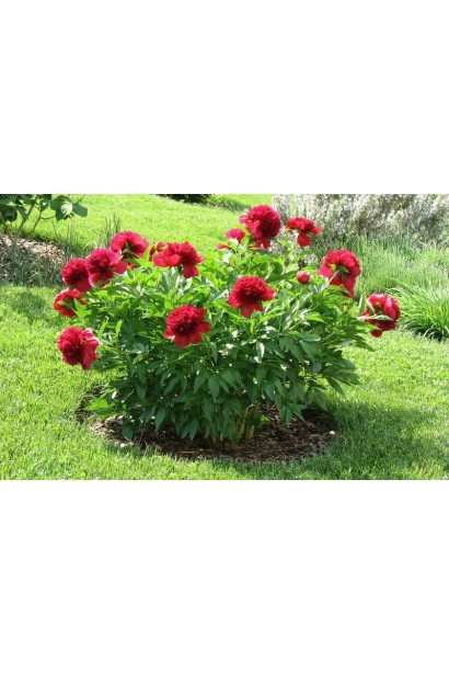 Куст пиона Ред Шарм раскидистый, с пышными и яркими цветами.